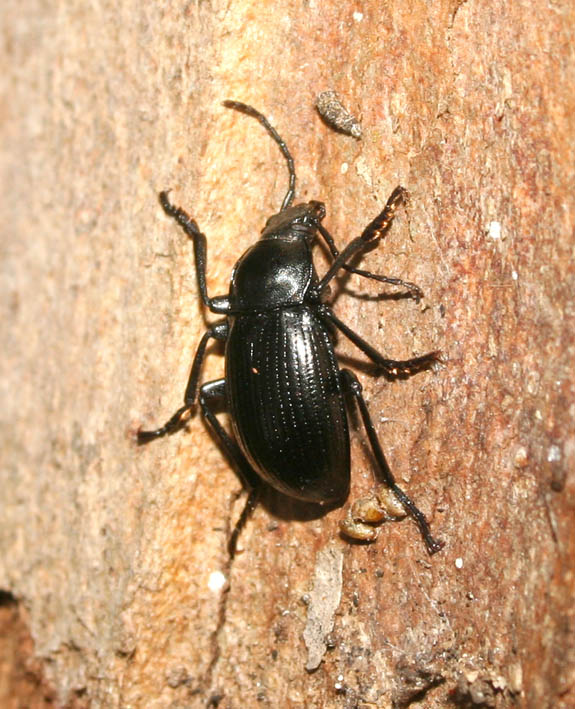Probaticus ebeninus (Coleoptera, Tenebrionidae)
